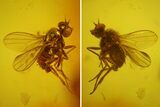 Fossil Fly (Diptera) In Baltic Amber #173655-2